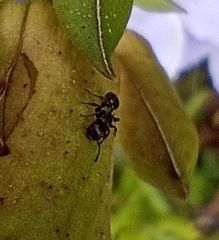 Procryptocerus