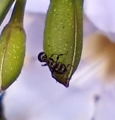 Procryptocerus