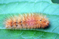 Spilarctia seriatopunctata