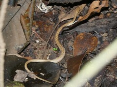 Thamnodynastes pallidus