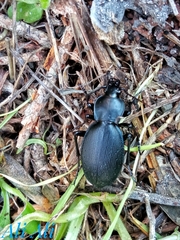 Carabus