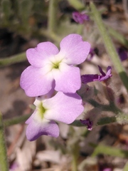 Matthiola tricuspidata