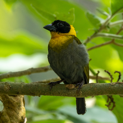Ploceus nelicourvi