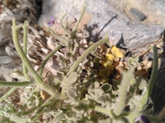 Matthiola tricuspidata