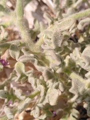 Matthiola tricuspidata