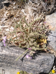 Matthiola tricuspidata