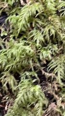 Hylocomium splendens