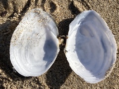 Rexithaerus secta