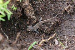 Lygodactylus angolensis