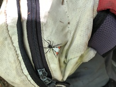 Micrathena schreibersi