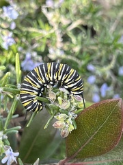 Danaus plexippus