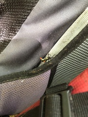 Micrathena schreibersi
