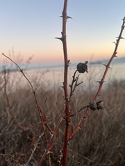 Rosa nutkana