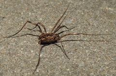 Phalangiinae