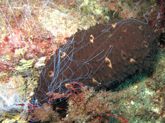 Holothuria sanctori