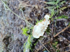 Byssomerulius corium