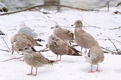 Larus hyperboreus