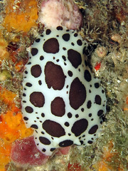 Peltodoris atromaculata