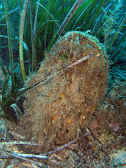 Pinna nobilis