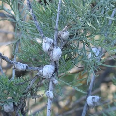 Rhopalomyia floccosa