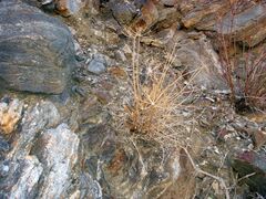 Tauschia arguta