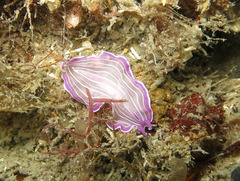 Prostheceraeus roseus