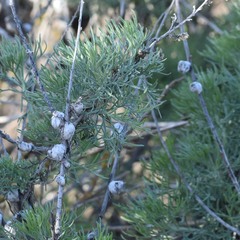 Rhopalomyia floccosa