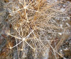 Tauschia arguta
