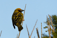 Ploceus cucullatus spilonotus