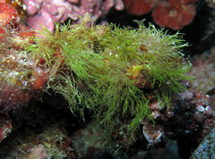Pseudochlorodesmis furcellata