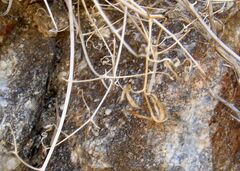 Tauschia arguta