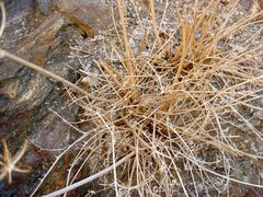 Tauschia arguta