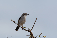 Neothraupis fasciata