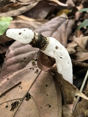 Staheliomyces cinctus