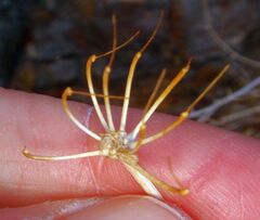 Tauschia arguta