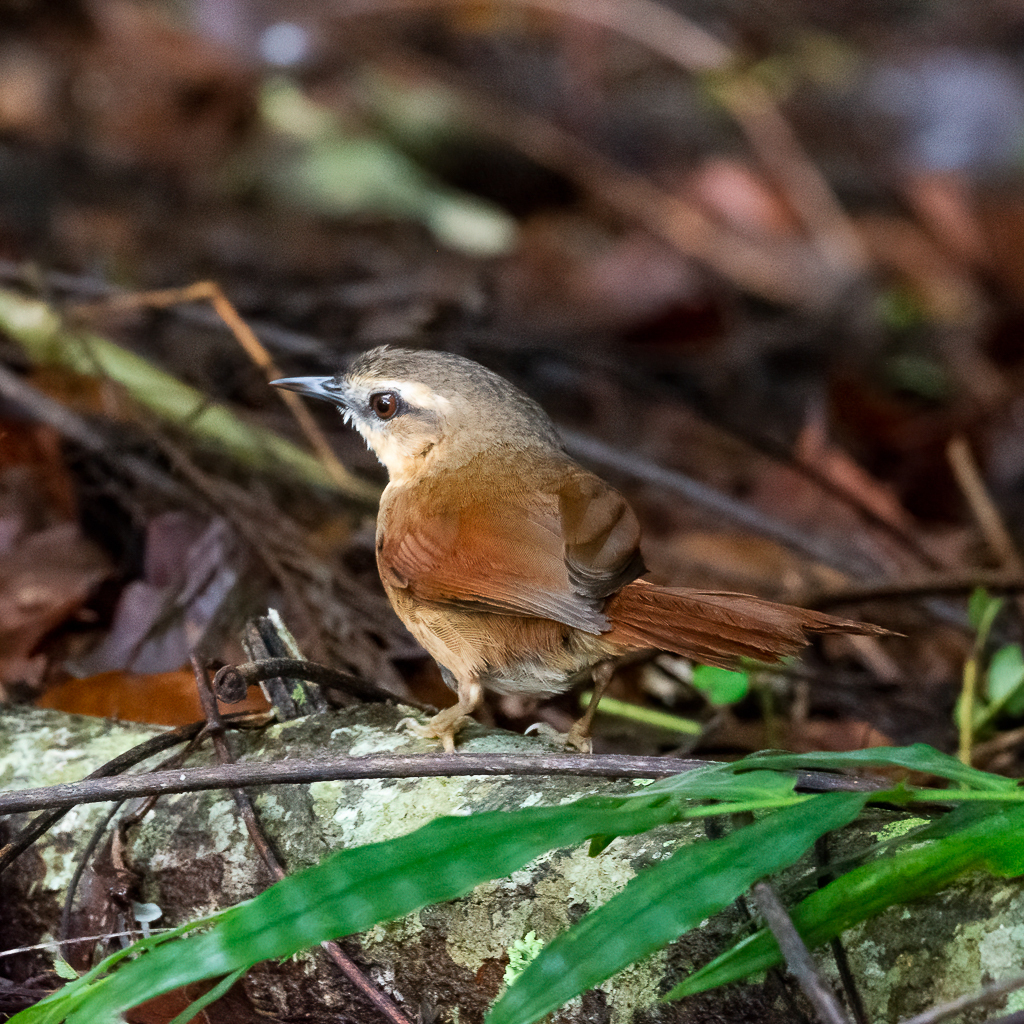 Ochre-Cheeked Spinetail