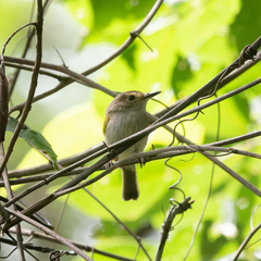 Poecilotriccus latirostris