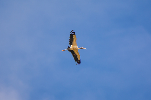 Wood Stork