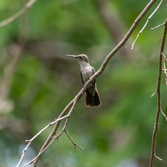 Eupetomena cirrochloris
