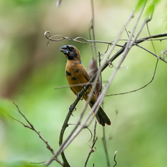 Cyanoloxia brissonii