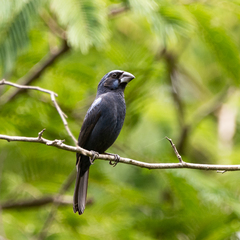 Cyanoloxia brissonii