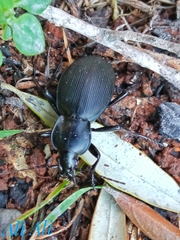 Carabus