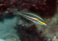 Stethojulis bandanensis