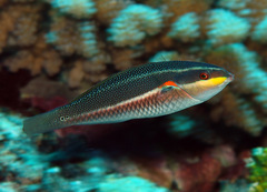 Stethojulis bandanensis