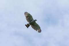 Buteo nitidus