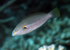 Stethojulis bandanensis