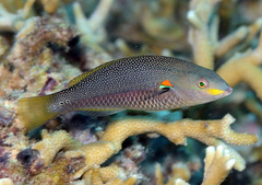 Stethojulis bandanensis
