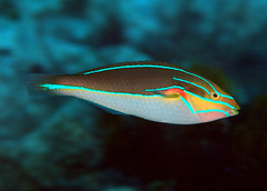 Stethojulis bandanensis