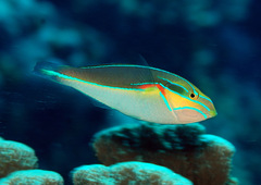 Stethojulis bandanensis