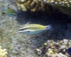 Stethojulis trilineata